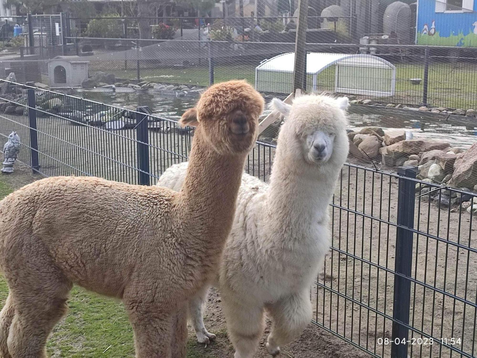 De Dierenweiden Goedereede Exterior foto